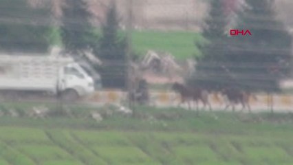 Mardin Atları, Motosikletin Arkasına Bağladı