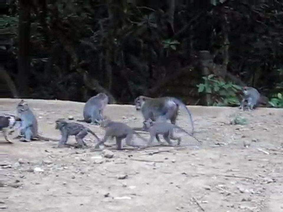 Monkeys_Love_Puppy