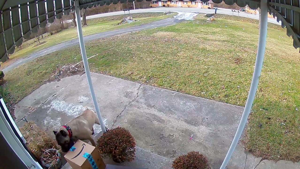Package Pilfering Pups