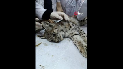 Bitkin halde bulunan yavru vaşak koruma altına alındı