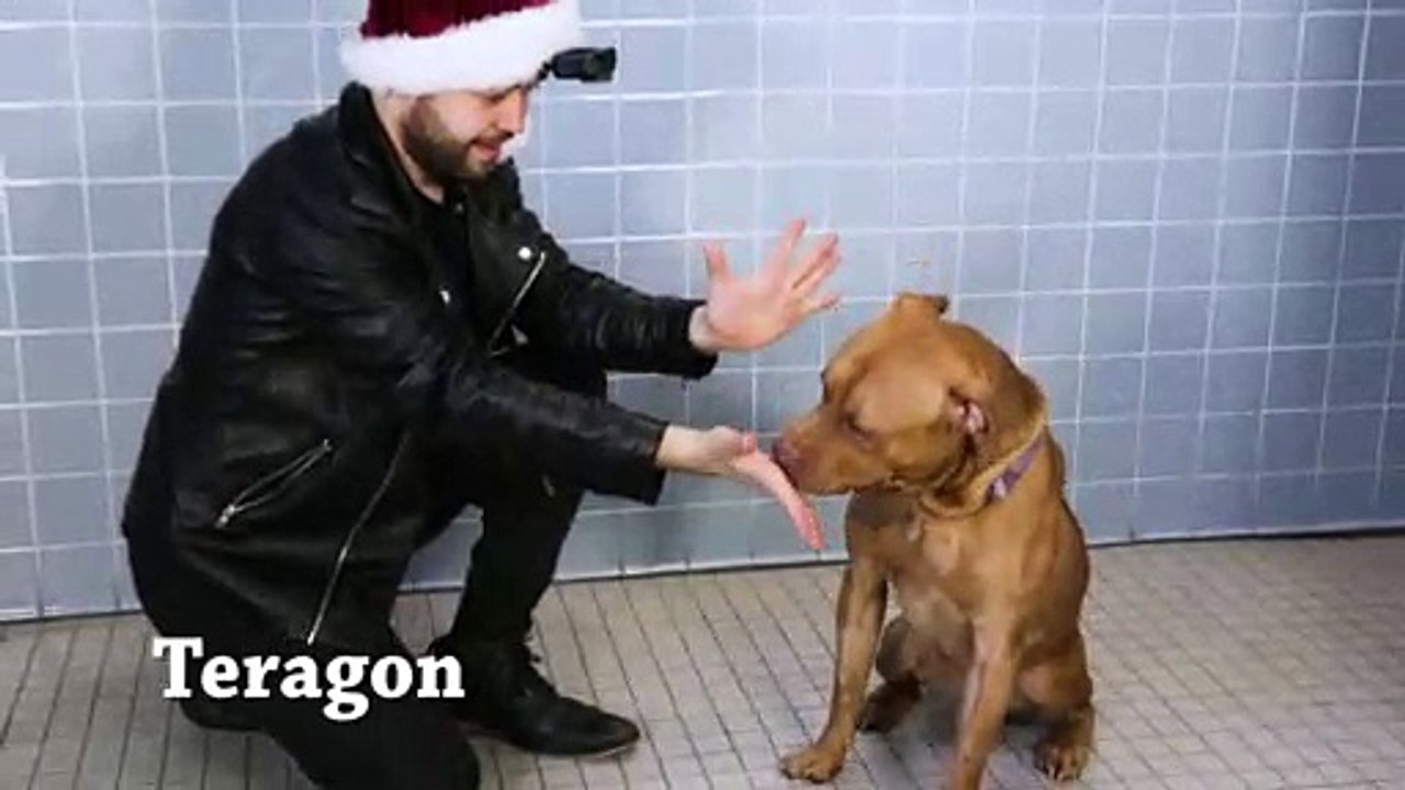 Tours de magie à des chiens abandonnés dans un refuge !