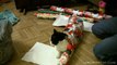 Comment emballer un chat dans du papier cadeau ?