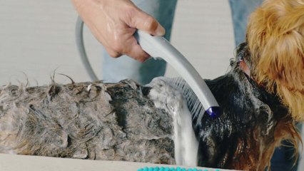 This Is The Best Shower Head For Pets Because You Can Attach It To Almost Anything