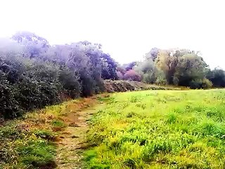 Whitehouse farm south field close to the railway line