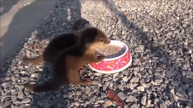 Quoi de plus mignon que ces 2 bébés loutres qui mangent leur petit déjeuner