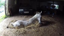 Il trouve son cheval coincé dans un trou et essai de sauver l'animal.