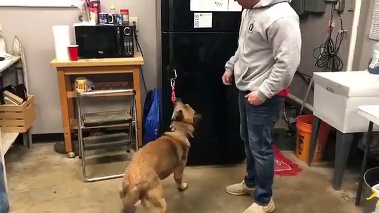 Ce chien est dressé pour aider les handicapés... magnifique