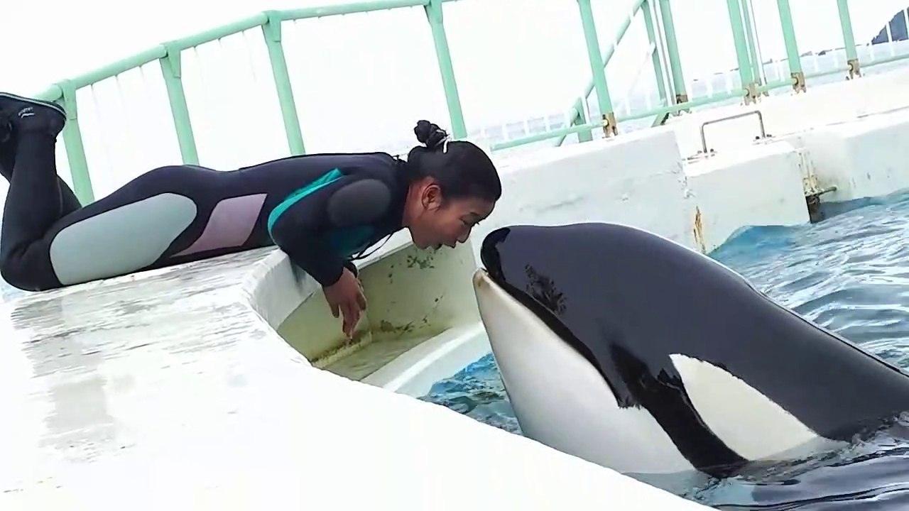 Une dresseuse d'orque et son animal filmés au plus près... Magique