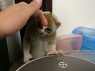 Ce petit animal est adorable... une vraie peluche