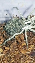 Mama Wolf Spider Carries Babies