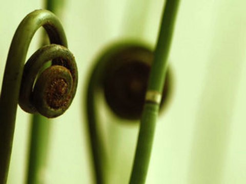 Les 4 saisons : Opus 1, l'hiver