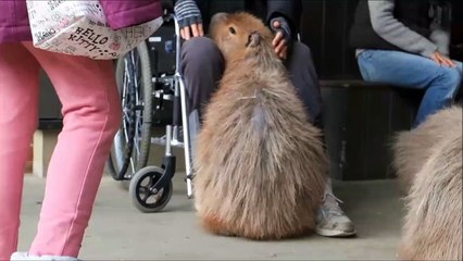 Butter Capybara Snuggles Between My Knees