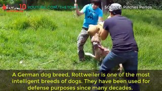 SMARTEST DOGS IN THE WORLD - Poodle, Rottweiler, Retriever, Shepherd Dog...