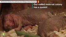 National Zoo Welcomes Naked Mole-Rat Pups That Look Like Adorable Aliens