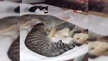 Köpekten Kedilere Anne Şefkati
