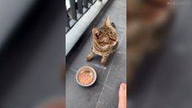 Cat Gives His Friend A Jealous Glare While He Eats