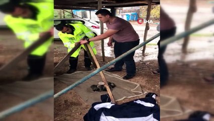 Bu kez donmak üzere olan 9 yavru köpek için seferber oldular