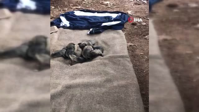 Bu Kez Donmak Üzere Olan 9 Yavru Köpek İçin Seferber Oldular