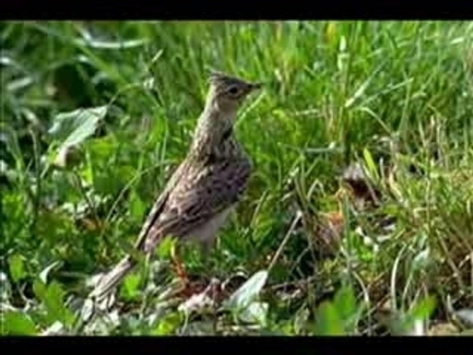 Alouette des champs Vidéo Dailymotion