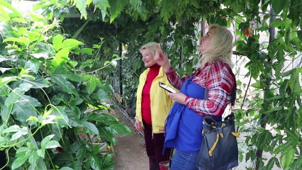 Pitaya bahçesi servet kazandırıyor