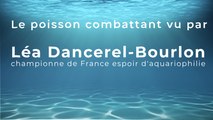 Le poisson combattant vu par Léa Dancerel-Bourlon