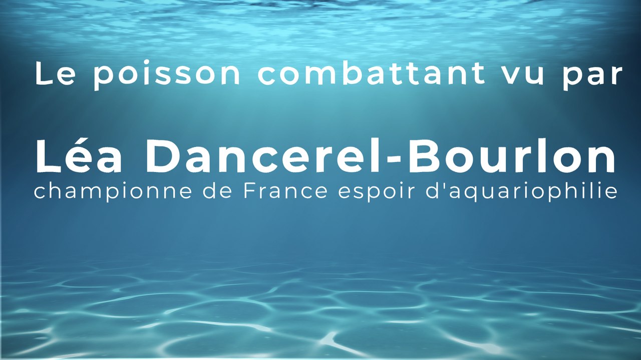 Le poisson combattant vu par Léa Dancerel-Bourlon