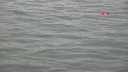 Mersin Balık Fiyatlarında Artış Yok