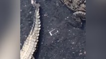Il fait tomber son téléphone au milieu des crocodiles