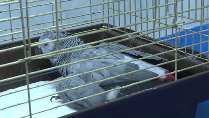 Şiddete Uğrayan Papağan Tedavi Altına Alındı