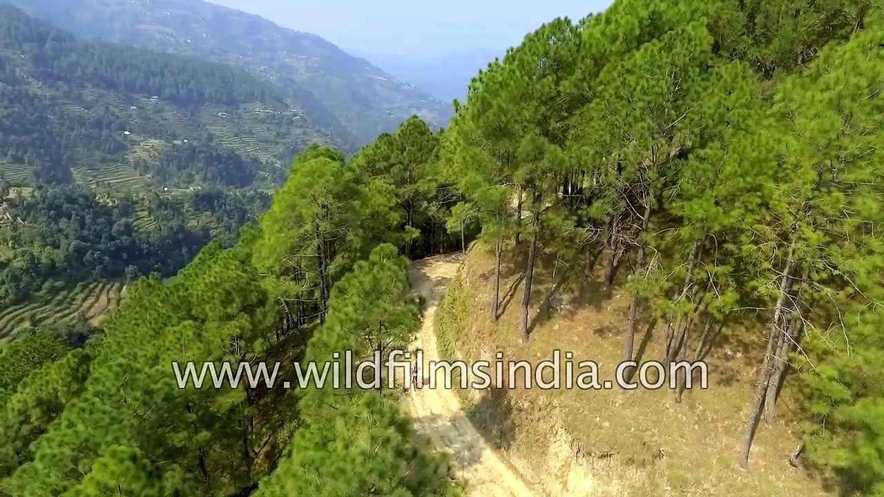 Tour de Himalaya - cycling through pine forests in Himachal