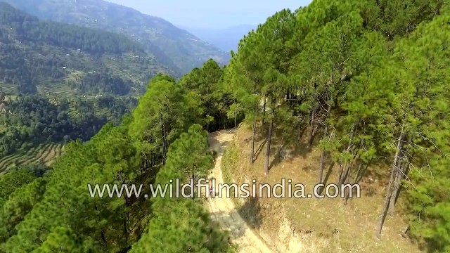 Tour de Himalaya - cycling through pine forests in Himachal