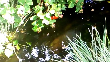 Fish feeding in my pond