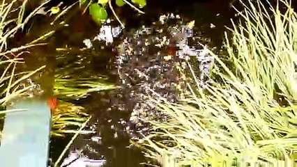 Fish eating and swimming in my pond