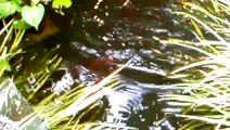 Fish in my pond jumping and eating their food sticks