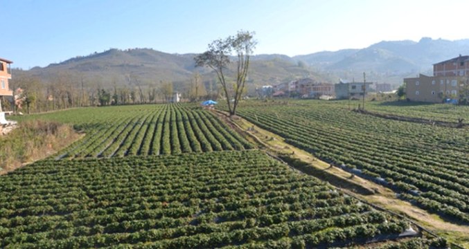 Fındık Diyarı Ordu'da Çilek Üretimi Arttı! Tarladan Satılan Çilekler Üreticinin Yüzünü Güldürdü