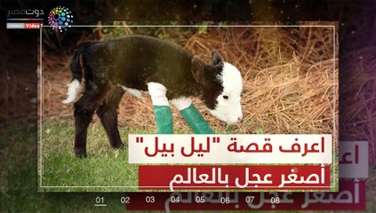 حاز على 100 ألف معجب.. اعرف قصة "ليل بيل" أصغر عجل بالعالم