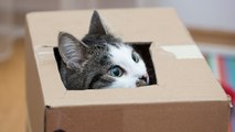 Cat Mistakenly Shipped More Than 700 Miles From Home