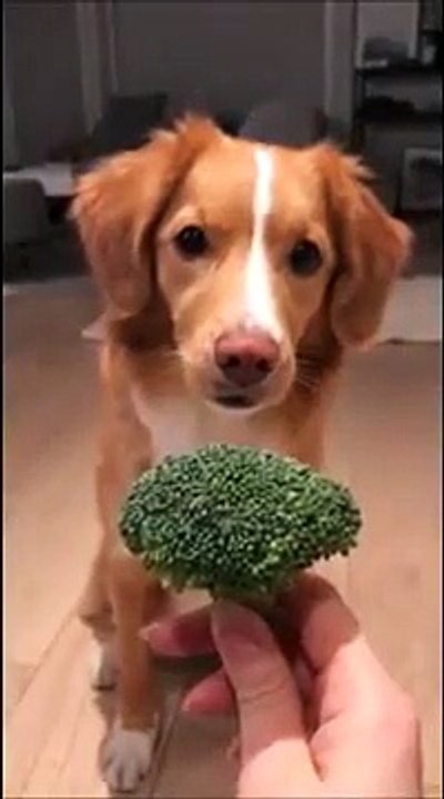 Ce chien est complètement dingue des brocolis !
