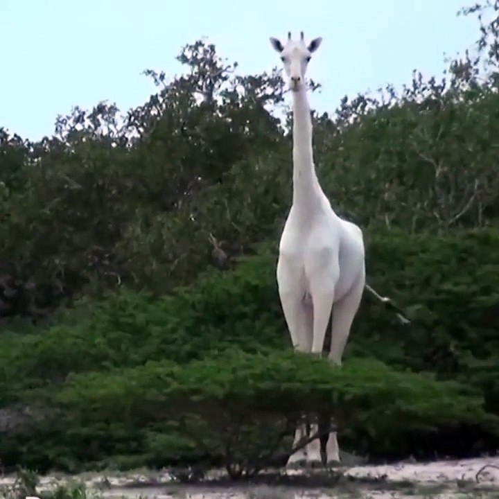 De rares girafes blanches sont découvertes et elles sont incroyablement belles