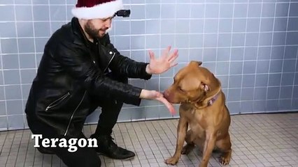 Tour de magie aux chiens d'un refuge