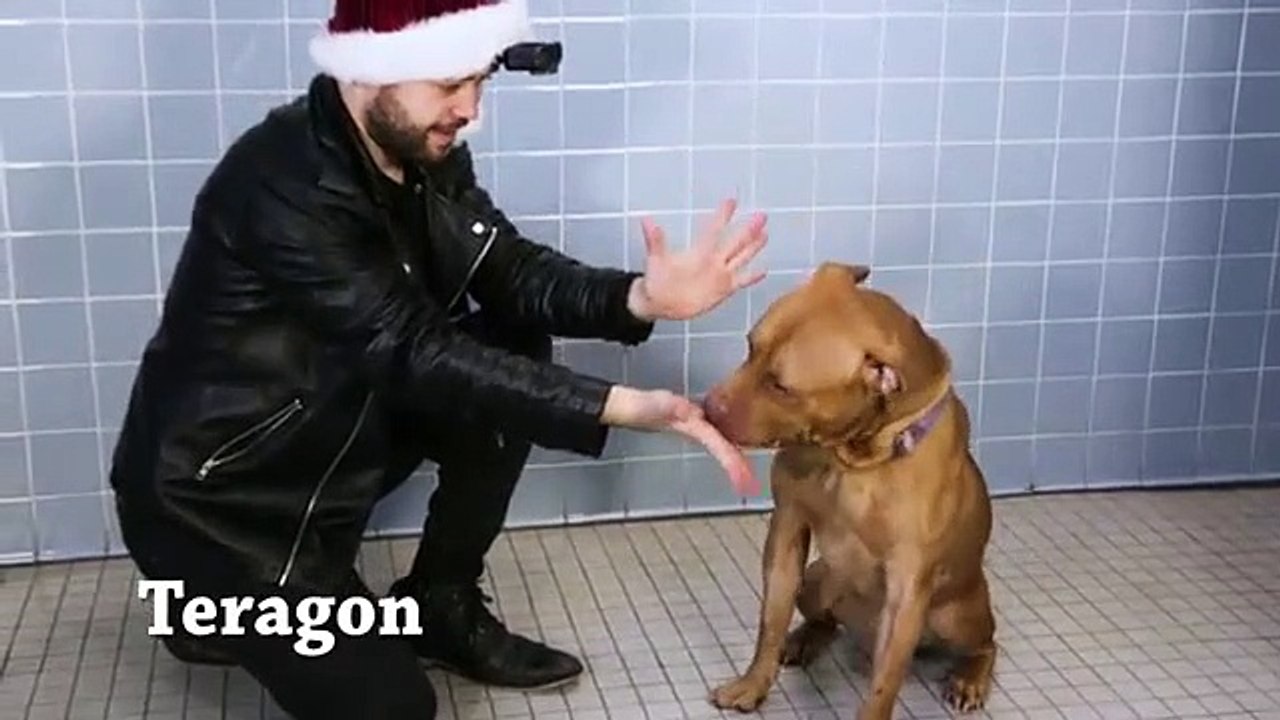 Tour de magie aux chiens d'un refuge