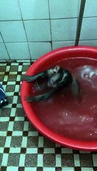 Cute Baby Monkey Enjoy a Bath !!!