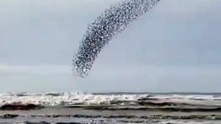 Una bandada de pájaros que se mueve como un ovni
