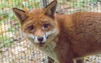 L'abattoir d'Argenton-sur-Creuse devient centre de soins pour animaux sauvages !