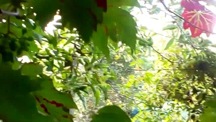 Grapes growing up a grapevine in my garden