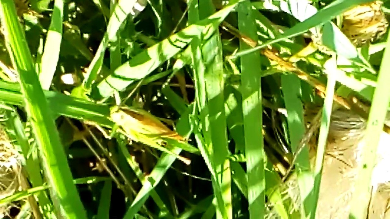 Grasshopper or cricket sitting on thick grass chirping Whitehouse farm Chichester