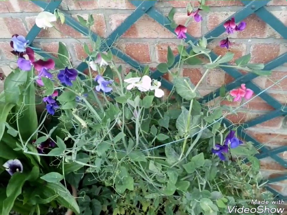 Homegrown flowers and vegetables