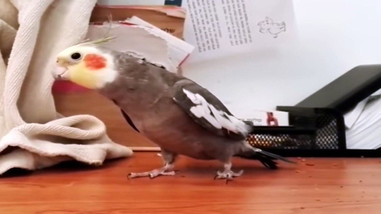 Ünlü Sultan Papağanı (Funny / Komedi)