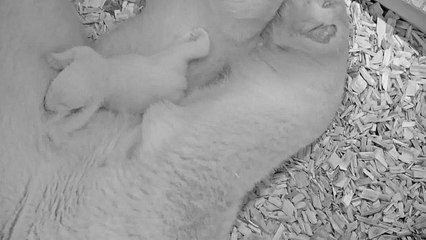 Zoo de Berlim revela imagens de cria de urso polar