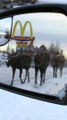 Moose Moseying Down the Median